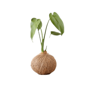 Plant Product Template
