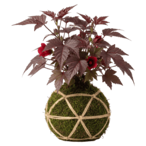 Cranberry Hibiscus<br>Kokedama