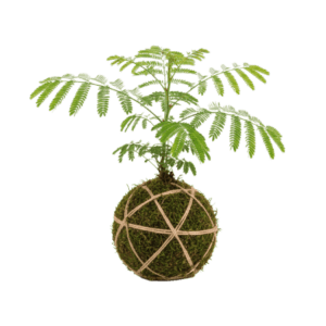 Everfresh<br>Kokedama