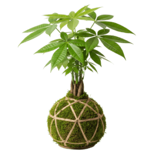 Pachira Aquatica<br>Kokedama