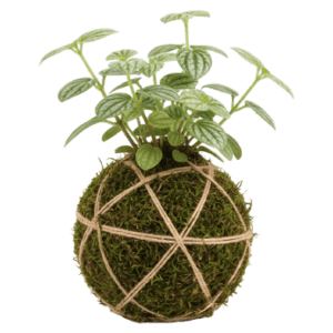 Peperomia Tetragona<br>Kokedama​