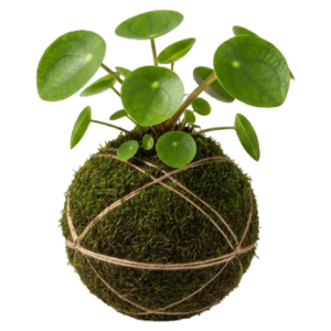 Pilea Peperomides<br>Kokedama