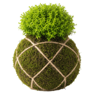Selaginella Tamariscina​<br>Kokedama