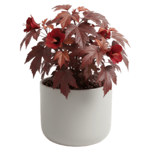 Potted Cranberry<br>Hibiscus
