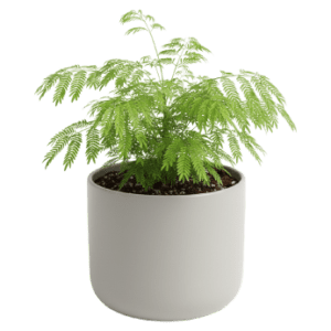 Potted<br>Everfresh