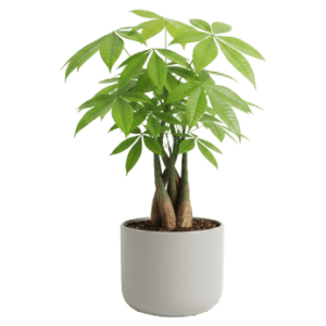 Potted Pachira<br>Aquatica
