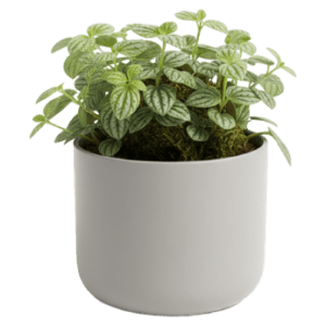 Potted Peperomia<br>Tetragona​