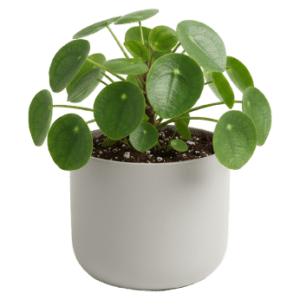 Potted Pilea<br>Peperomides