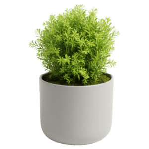 Potted Selaginella<br>Tamariscina​